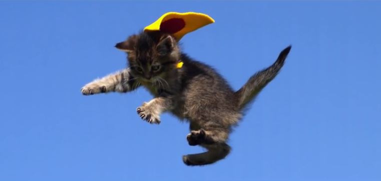 Notre top des meilleures vidéos de chats sportifs!