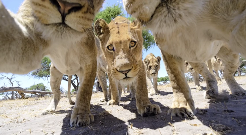Wildlife Photographer Uses RC Car To Capture Unbelievable Images Of African Lions