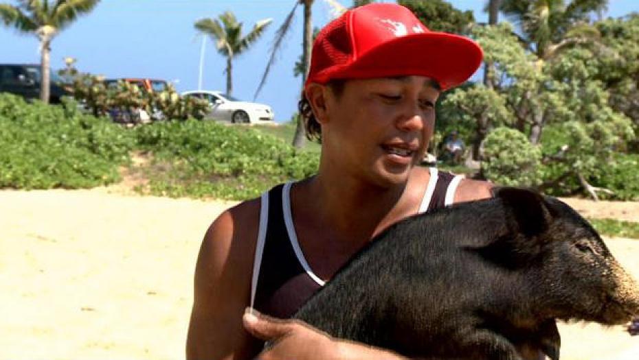 Kama le petit cochon surfeur devient la nouvelle star d'Hawaii