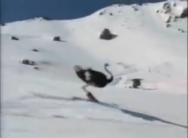 Cette autruche est meilleure que toi en ski