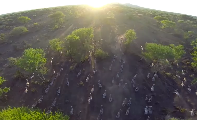 This Drone Footage From The African Serengeti Is Absolutely Heart Stopping