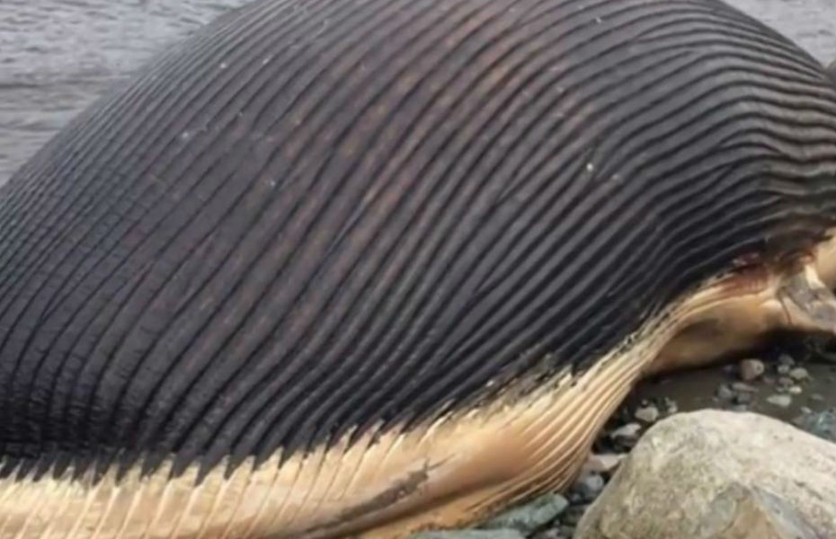Une baleine bleue échouée est sur le point d'exploser sur les rives d'un village canadien