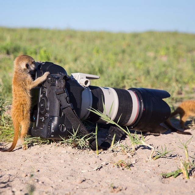You'll Be Blown Away By The Up Close And Personal Shots Wildlife Photographer Will 