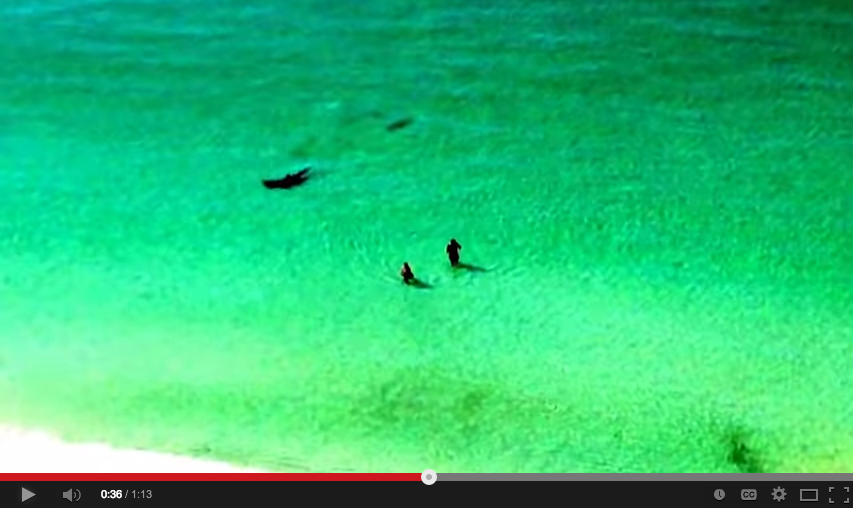 Just chilling avec un requin marteau [Vidéo]