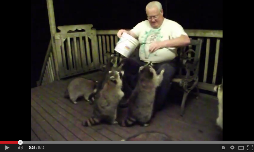 Moment de tendresse Redneck : un gars nourrit une horde de ratons laveurs obèses.