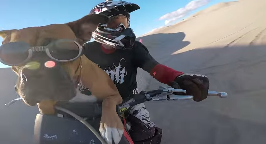 Un chien sur un dirt bike - Ton dawg est-il aussi cool que Lexus?