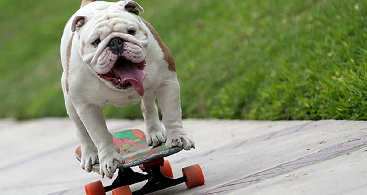 Vidéo : Otto, le nouveau bulldog qui skate probablement mieux que toi